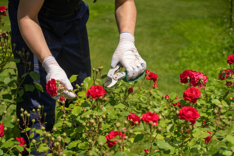 Local Rose Trimming pros at work