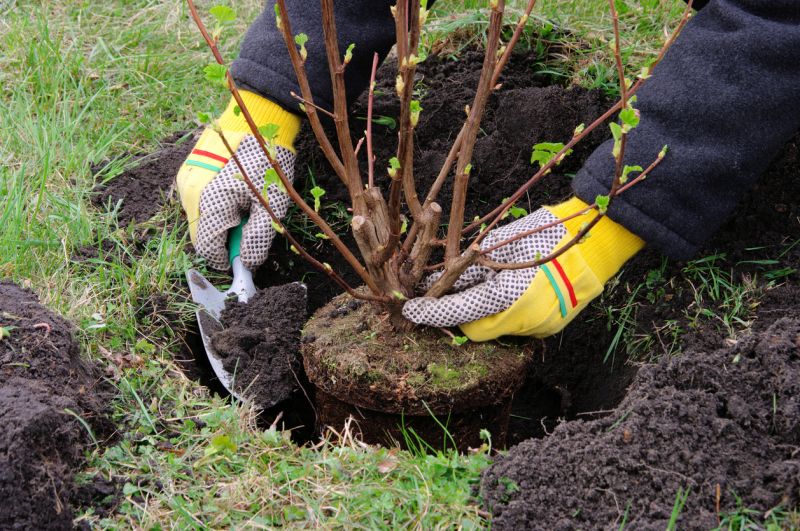 Shrub Installation
