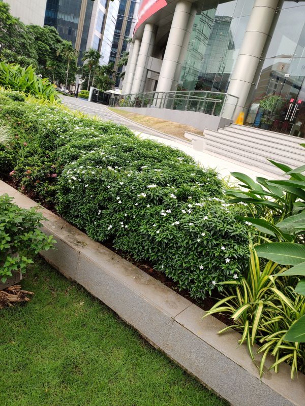 Commercial Landscape Service detail