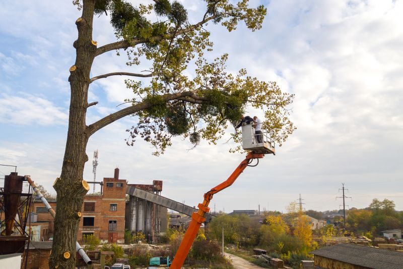 Tree Cabling Service