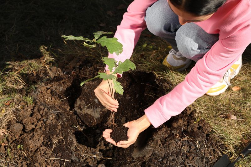 Tree Planting Service